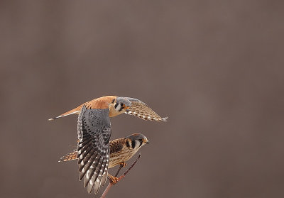 american kestrel  --  crecerelle d'amerique