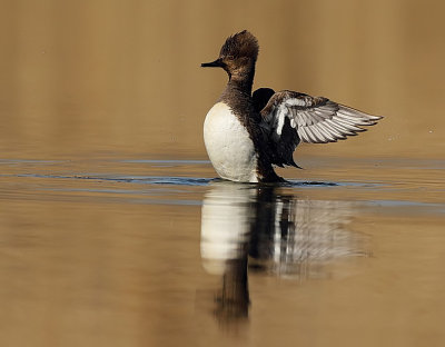 hooded merganser  --  harle couronne