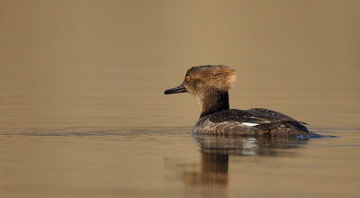 hooded merganser  --  harle couronne