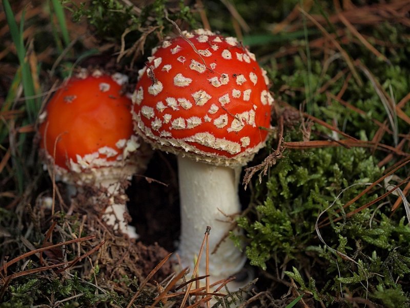 Amanita Muscaria