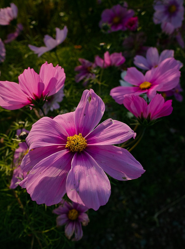 Cosmea in the October Sun