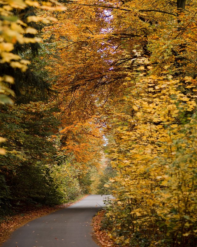 The Path in Fall Colors