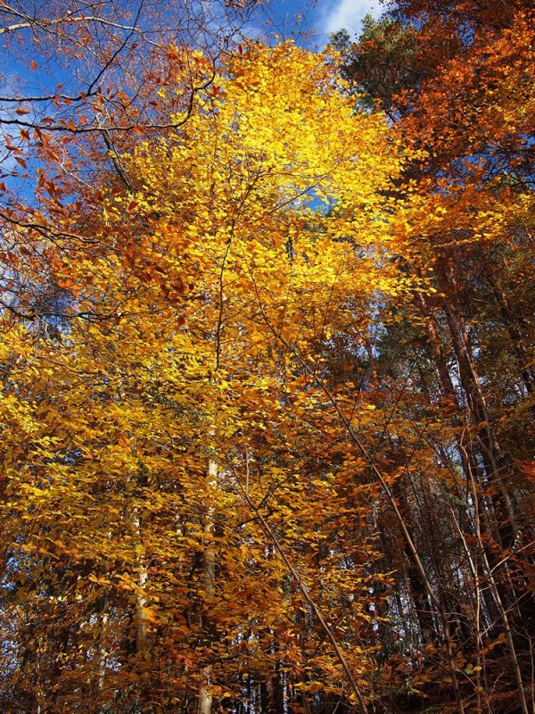 Birch Trees