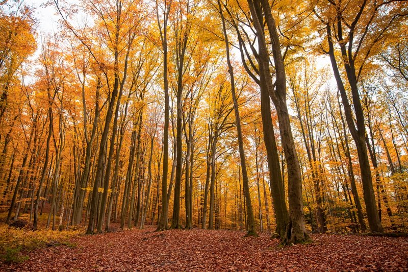 The Palatinate Forest