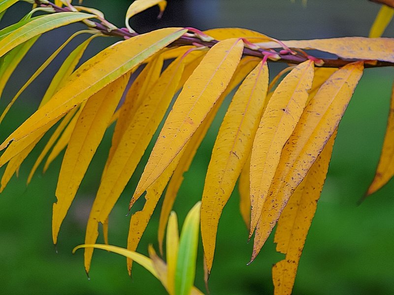 Willow Leaves