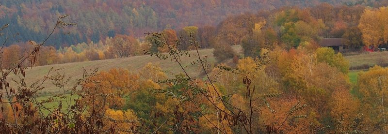 November Trees Pano