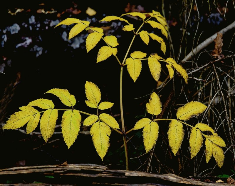 Young Yellow Branches
