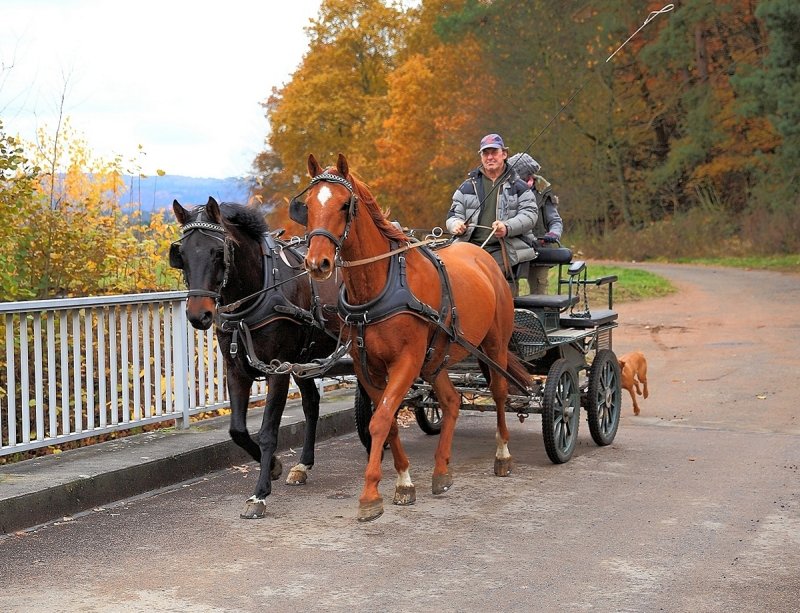 Buggy Ride for Five