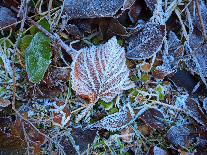 Frosty Days