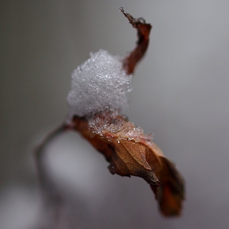 Snow Capped Leaf