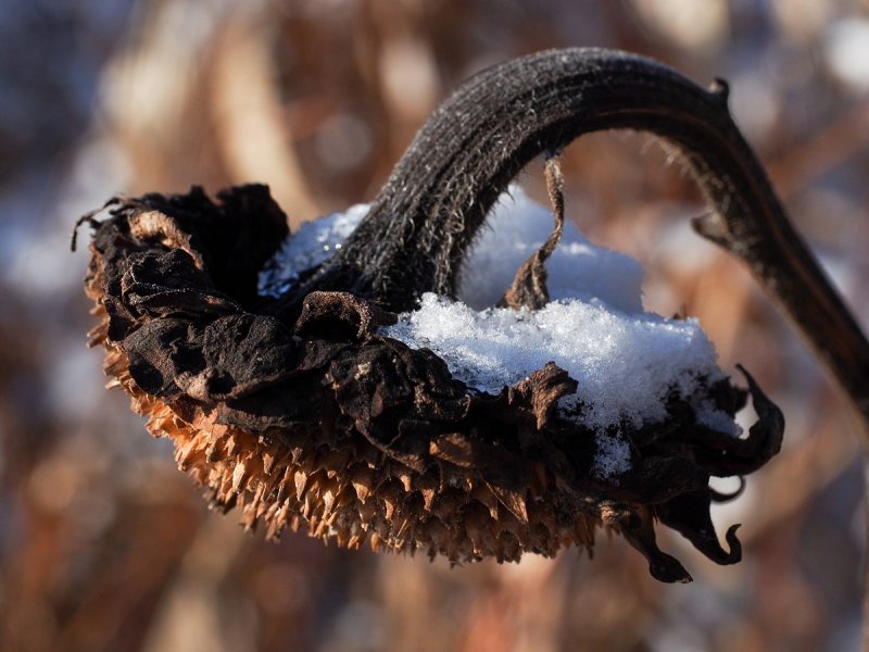 Sunflower Seeds on Ice