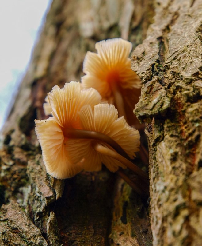 Mushrooms Growing on Trees