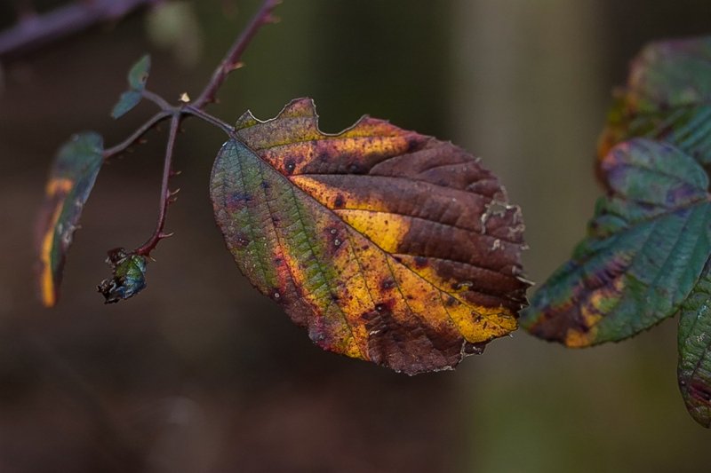 January Colors