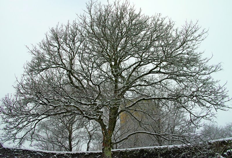 The Tree at the Castle Wall