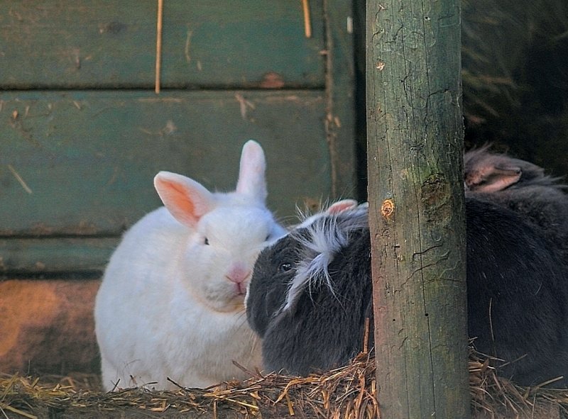 Sniffing Spring