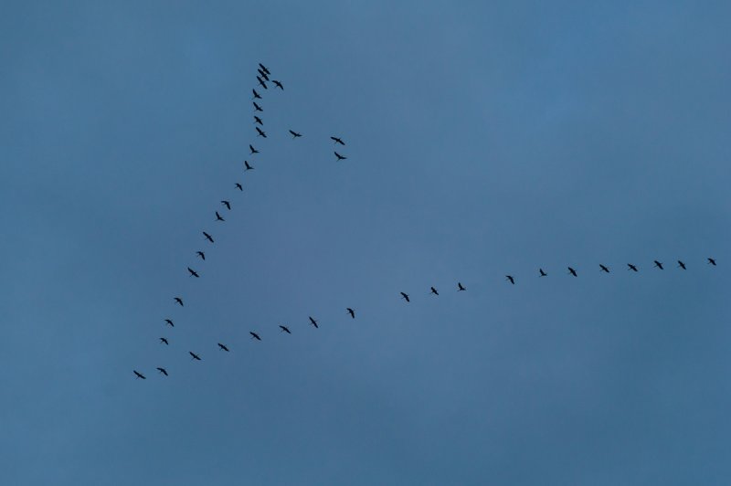The Cranes are Migrating up North Again