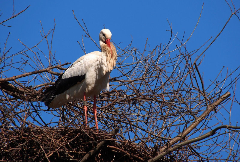 The Storks are Back
