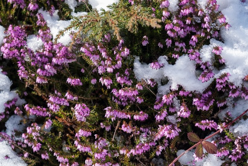 Winter Flowering Heather 