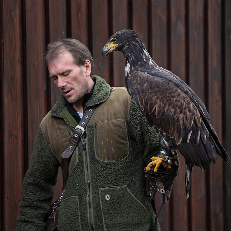 The Falconer with Molly