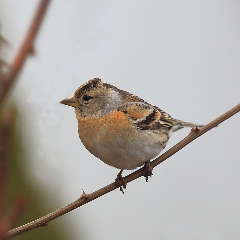 Female Brambling 