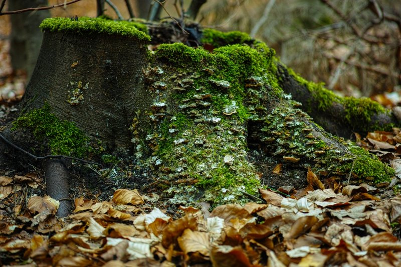 Stump in the Forest