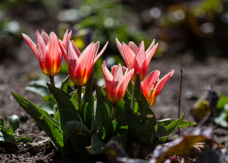 First Tulips