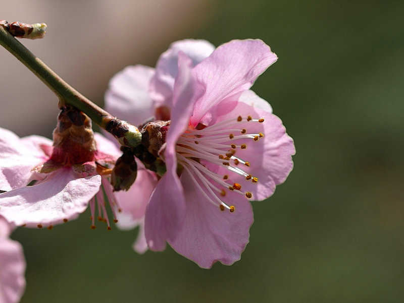 Almond Blossom 