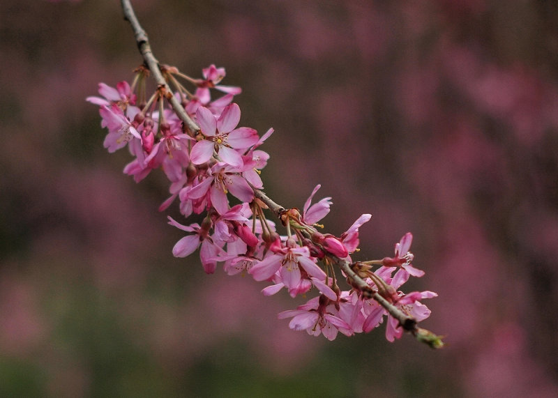 Japanese Cherry Blossoms