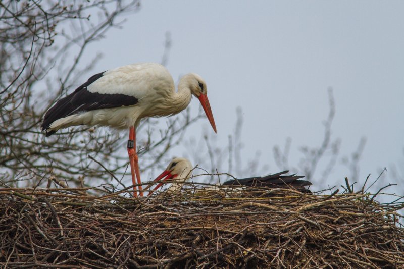 Eggs are in the Nest