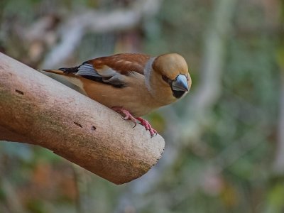 Hawfinch