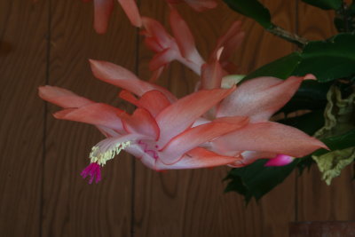 Salmon Christmas Cactus