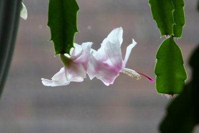Delicate Pink