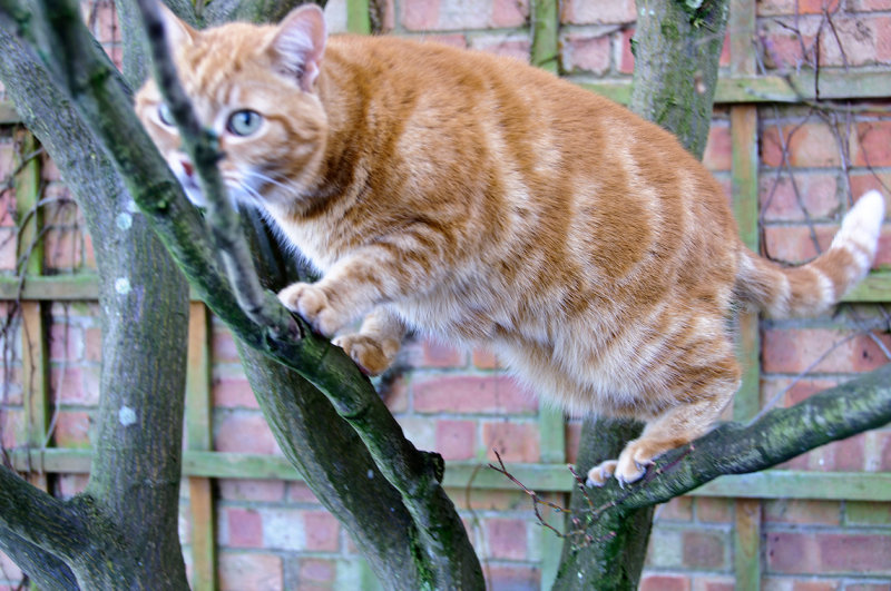 Monty doing some climbing   