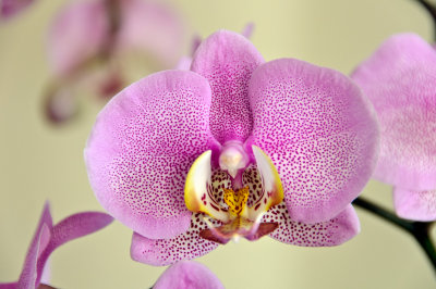 Orchid  