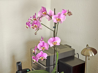 Orchid    