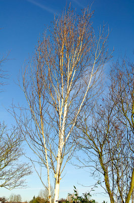 Silver birch in the garden  