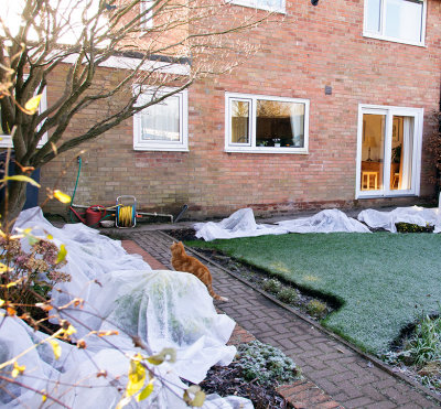 New plants covered against the frost   