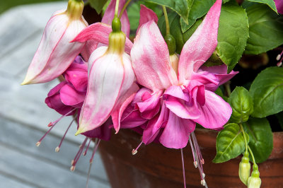 Garden flowers