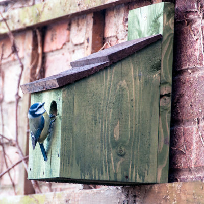 Blue tit checking out one of our nest boxes  