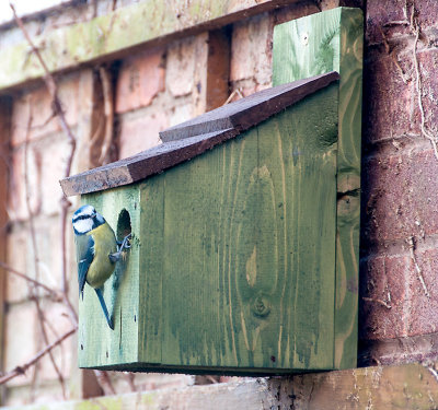 Blue tit checking out one of our bird boxes 