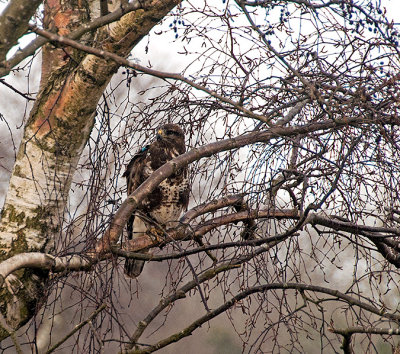 Buzzard in the garden