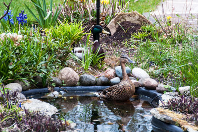 Ducks in the garden