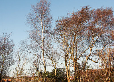 Trees at the bottom of the garden