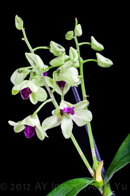 Dendrobium (Orchidaceae)