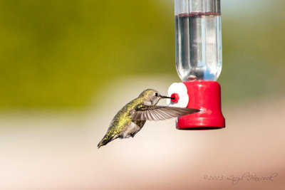 Hummingbirds