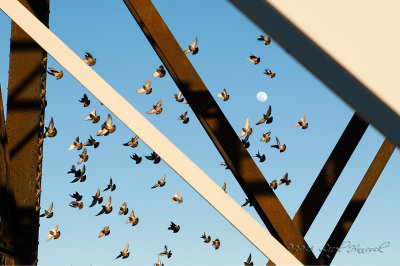 The Bridge, Birds and the Moon