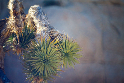 Sideways Jousha Tree