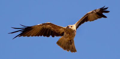 Black Kite