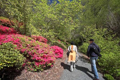 Mt Lofty Botannical Gardens