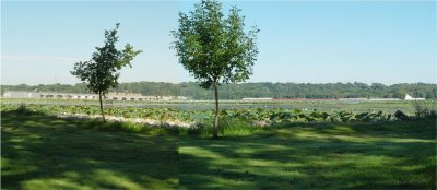 THIS WAS MY VIEW OF THE RIVER FROM MY CAMPSITE AT FISHERMAN'S LANDING, I SPLICED TWO PHOTOS TOGETHER FOR THIS VIEW